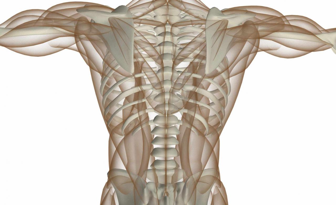 Muscles muscular musculos anatomical chest baja espalda olvidados escritos spinal